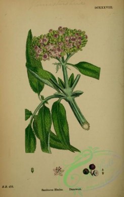 english_botany-00212 - Danewort, sambucus ebulus