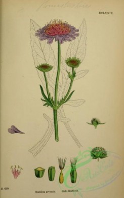 english_botany-00221 - Field Scabious, scabiosa arvensis