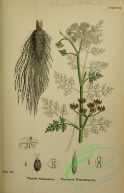 english_botany-00223 - Fine-leaved Water-Dropwort, oenanthe phellandrium