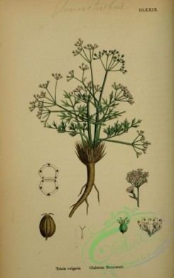 english_botany-00229 - Glabrous Stonewort, trinia vulgaris