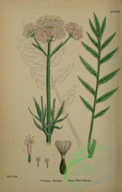 english_botany-00238 - Great Wild Valerian, valeriana officinalis