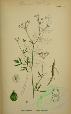 english_botany-00248 - Hedge Stonewort, sison amomum