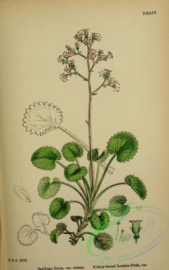 english_botany-00256 - Kidney-leaved London-Pride, saxifraga geum serrata
