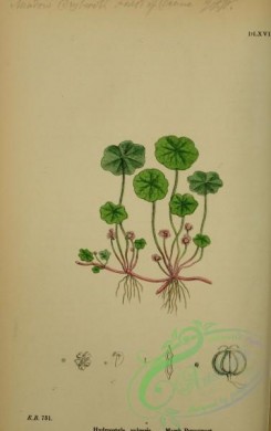 english_botany-00266 - Marsh Pennywort, hydrocotyle vulgaris