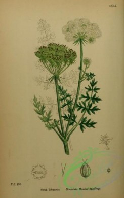 english_botany-00272 - Mountain Meadow-Saxifrage, seseli libanotis