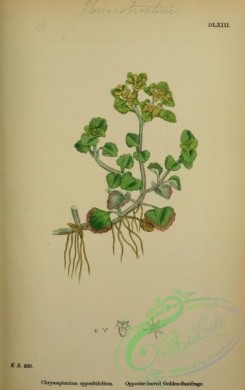 english_botany-00280 - Opposite-leaved Golden-Saxifrage, chrysosplenium oppositifolium