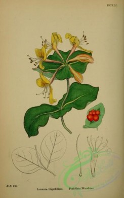 english_botany-00283 - Perfoliate Woodbine, lonicera caprifolium