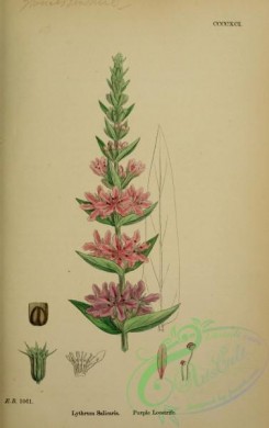 english_botany-00286 - Purple Loostrife, lythrum salicaria