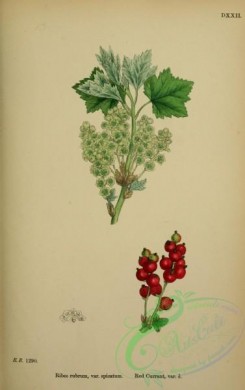 english_botany-00290 - Red Currant, ribes rubrum spicatum