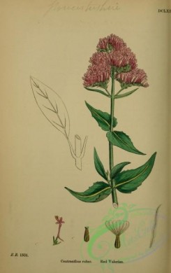 english_botany-00291 - Red Valerian, centranthus ruber