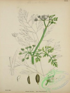 english_botany-00293 - River Water-Dropwort, oenanthe fluviatilis
