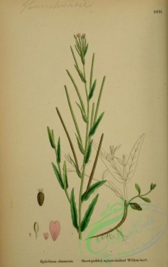 english_botany-00307 - Short-podded square-stalked Willow-herb, epilobium obscurum