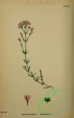 english_botany-00317 - Squinancy-wort, asperula cynanchica