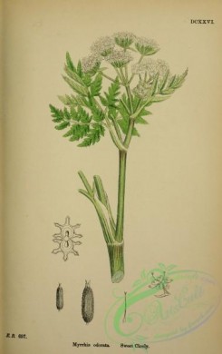 english_botany-00320 - Sweet Cicely, myrrhis odorata