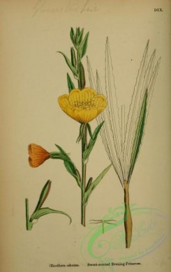 english_botany-00322 - Sweet-scented Evening-Primrose, oenothera odorata