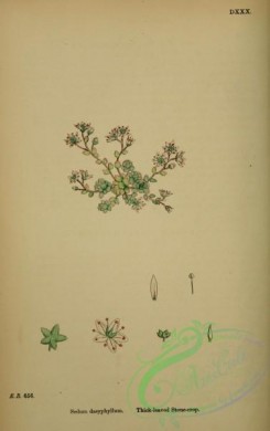 english_botany-00324 - Thick-leaved Stone-crop, sedum dasyphyllum