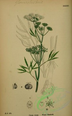 english_botany-00331 - Water Hemlock, cicuta virosa