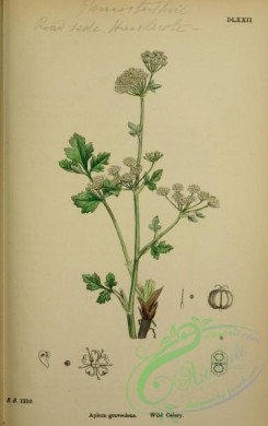 english_botany-00340 - Wild Celery, apium graveolens