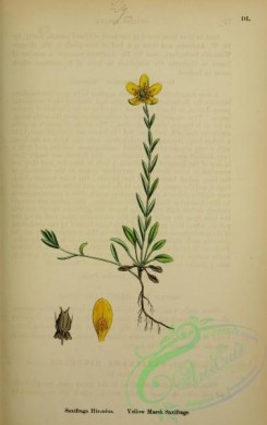 english_botany-00350 - Yellow Marsh Saxifrage, saxifraga hirculus