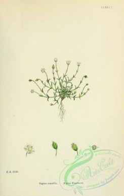 english_botany-00353 - Alpine Pearlwort, sagina saxatilis