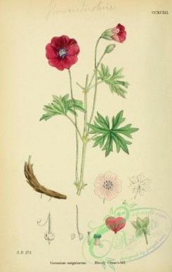 english_botany-00358 - Bloody Crane's-bill, geranium sanguineum