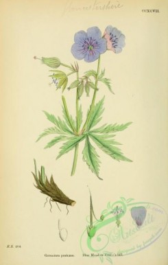 english_botany-00359 - Blue Meadow Crane's-bill, geranium pratense