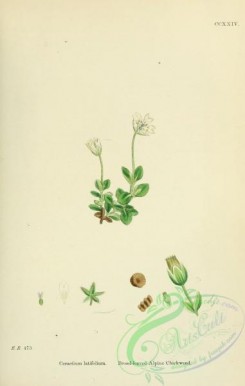 english_botany-00364 - Broad-leaved Alpine Chickweed, cerastium latifolium