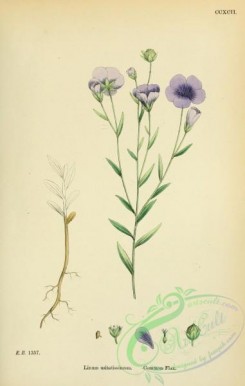 english_botany-00372 - Common Flax, linum usitatissimum