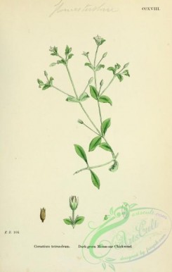 english_botany-00391 - Dark-green Mouse-ear Chickweed, cerastium tetrandrum