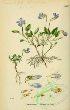 english_botany-00393 - Dillenius' Dog Violet, viola flavicornus