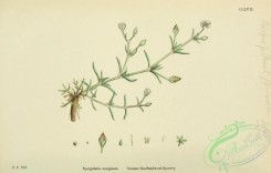 english_botany-00409 - Greater Sea Sandwort-Spurrey, spergularia marginata
