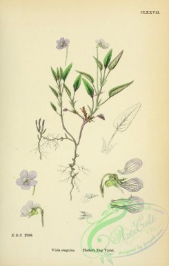english_botany-00414 - Haller's Dog Violet, viola stagnina