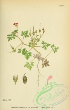 english_botany-00415 - Herb Robert, geranium robertianum purpureum