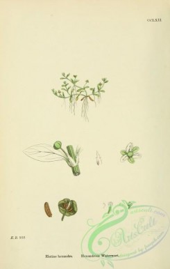 english_botany-00417 - Hexandrous Waterwort, elatine hexandra