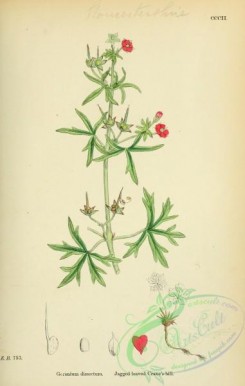 english_botany-00422 - Jagged leaved Crane's-bill, geranium dissectum