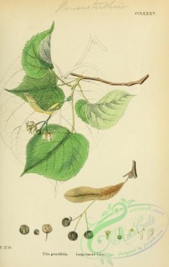 english_botany-00427 - Large-leaved Lime, tilia grandifolia