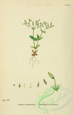 english_botany-00435 - Little Mouse-ear Chickweed, cerastium semidecandrum