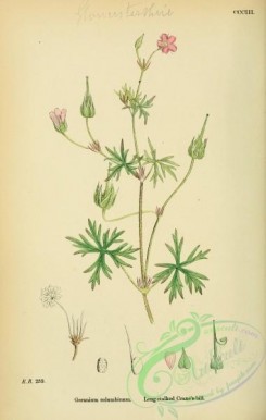 english_botany-00436 - Long-stalked Crane's-bill, geranium columbinum