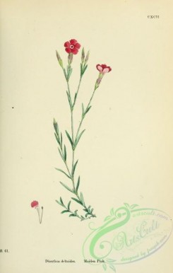 english_botany-00437 - Maiden Pink, dianthus deltoides