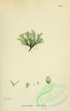 english_botany-00442 - Mossy Cyphel, alsine cherleria