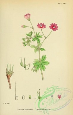 english_botany-00443 - Mountain Crane's-bill, geranium pyrenaicum