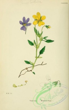 english_botany-00444 - Mountain Pansy, viola lutea