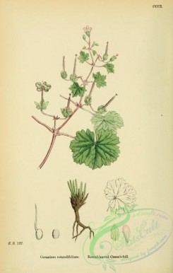 english_botany-00468 - Round-leaved Crane's-bill, geranium rotundifolium