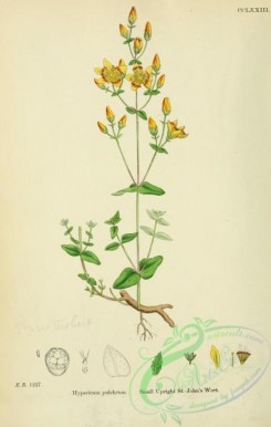 english_botany-00479 - Small Upright St John's Wort, hypericum pulchrum