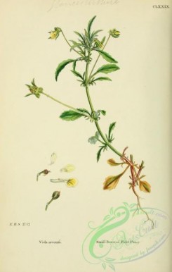 english_botany-00481 - Small-flowered Field Pansy, viola arvensis
