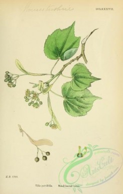 english_botany-00483 - Small-leaved Lime, tilia parvifolia