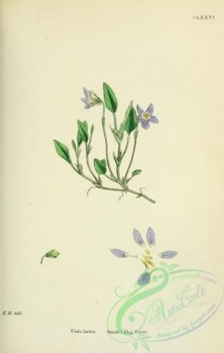 english_botany-00484 - Smith's Dog Violet, viola lactea