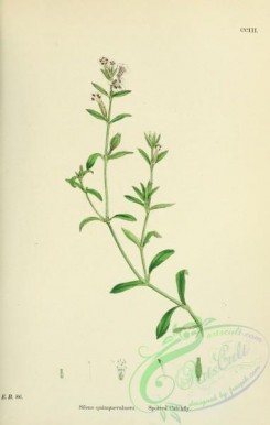 english_botany-00489 - Spotted Catchfly, silene quinquevulnera