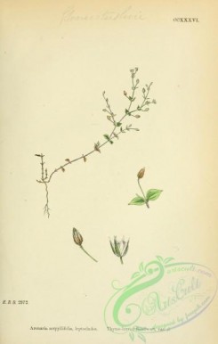 english_botany-00498 - Thyme-leaved Sandwort, arenaria serpyllifolia leptoclados