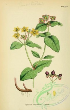 english_botany-00502 - Tutsan, hypericum androsaemum
